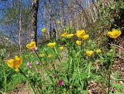 17 Ranuncolo giallo con Silene dioica rosa